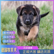出售德国牧羊犬幼犬活体纯种狼狗警犬幼崽锤系黑背犬弓背德牧幼犬