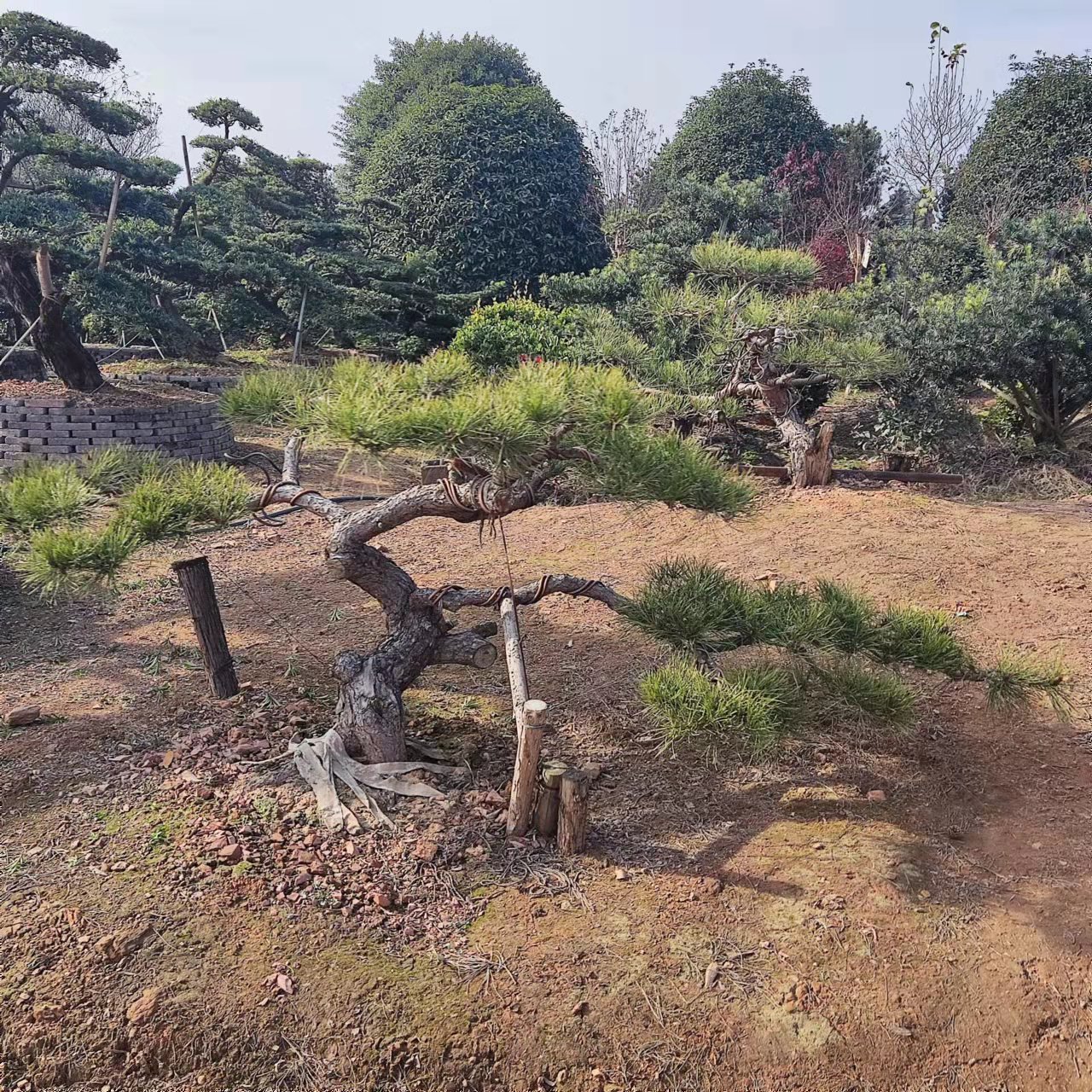 0成交0棵相似罗汉松名贵大树盆景树桩老桩树苗盆栽造型树大型室外别墅