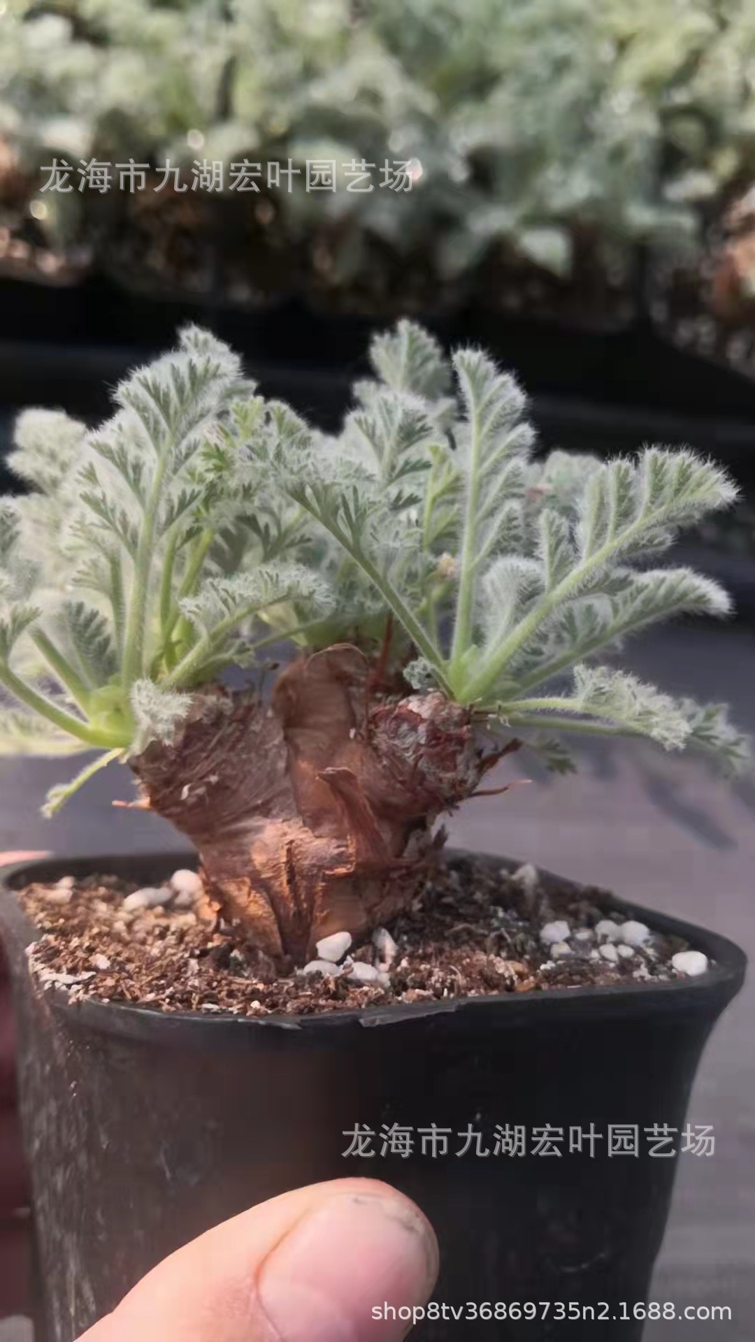 实生羽叶洋葵羽叶杨葵多肉植物块根植物天竺葵属沙生植物仙人球