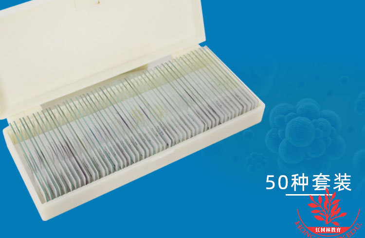 革兰染色细菌微生物玻片10种25种50种高教标准制作球菌杆菌螺旋菌