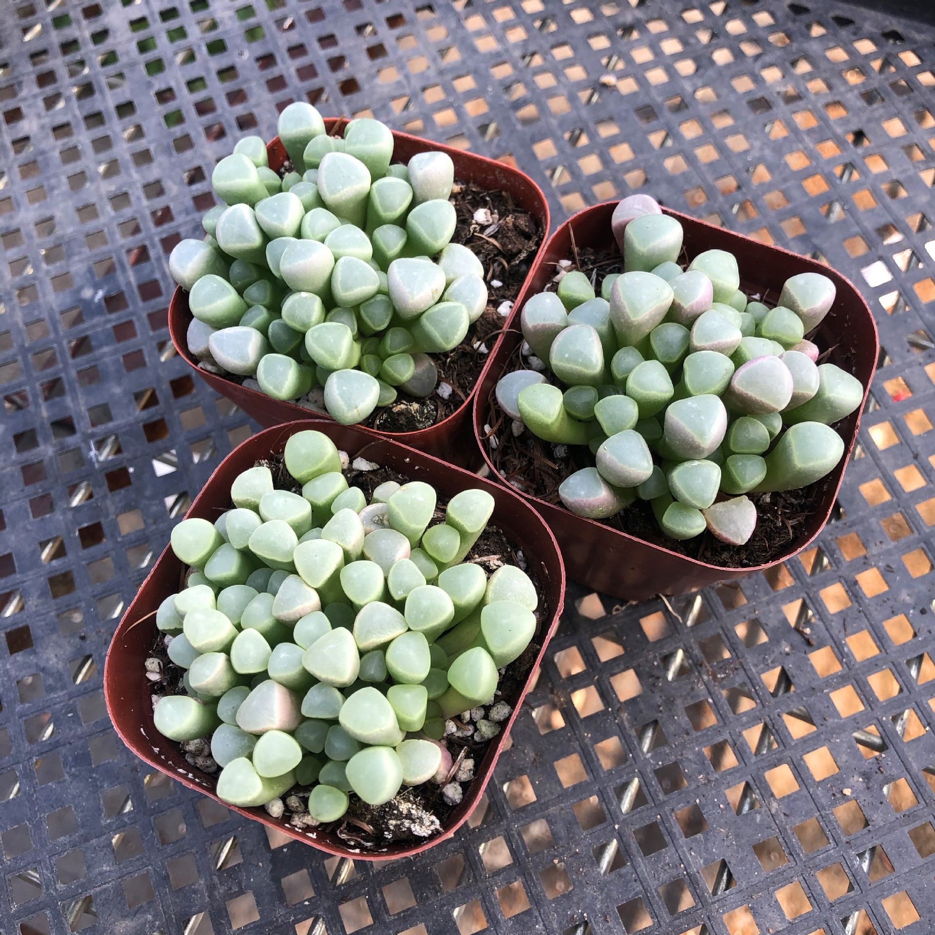 五十铃玉多肉植物玉露雨露耐阴室内办公桌喜水肉肉满38包邮