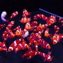 巴东公子半黑全黑背心人工小丑鱼尼莫宿务菲律宾海水鱼活体观赏鱼