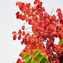 栾树苗小苗黄山栾北京栾园林工程绿化苗木行道树庭院风景占地拆迁