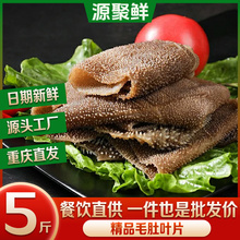 毛肚新鲜串串火锅食材商用5斤装净叶片千层肚牛肚牛杂牛百叶