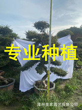 福建 榆树抱石盆景 造型小叶榔榆树桩 基地批发 榆树桩景榕树盆景