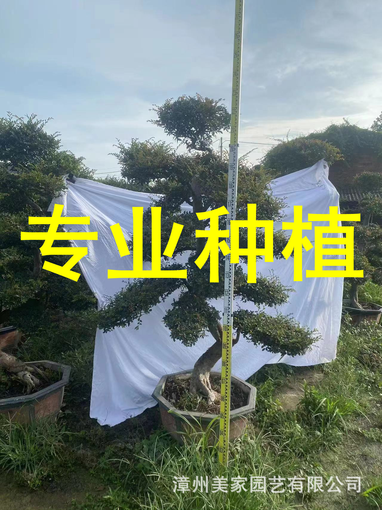 福建 榆树抱石盆景 造型小叶榔榆树桩 基地批发 榆树桩景榕树盆景