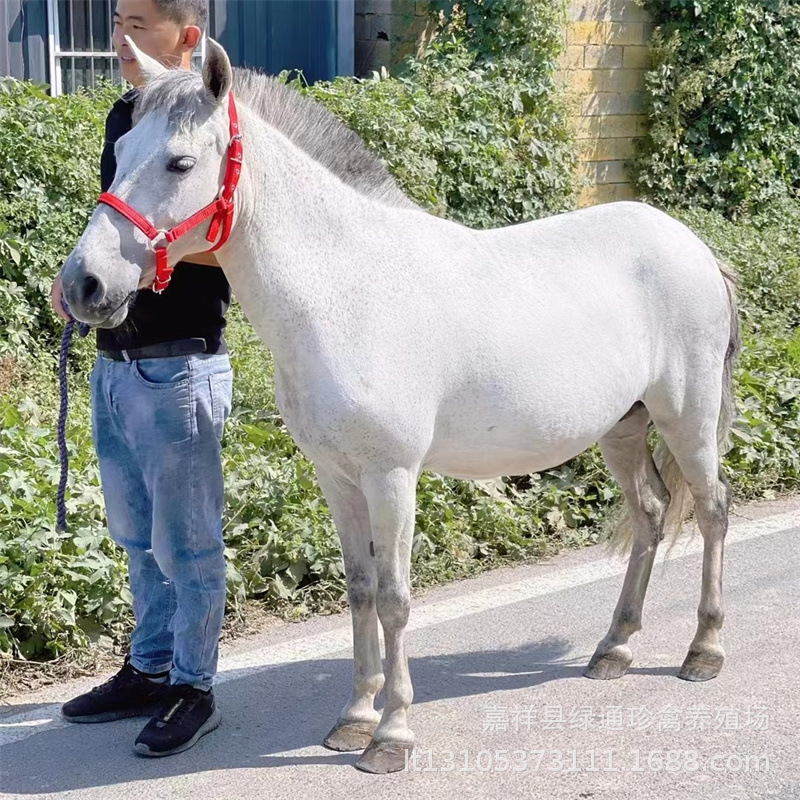 上海乐山骑乘矮马多少钱一匹 山东绿通养殖场出售130匹骑乘矮马