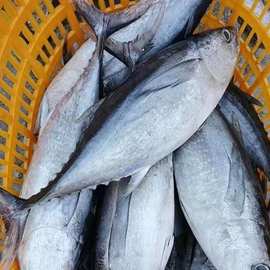 整条冷冻黑鳍金枪鱼 深海鱼 水产品批发 市场销售 速冻锁鲜
