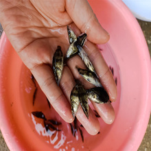 斑桂鱼苗母鱼春本 腾海斑桂鱼鱼苗厂家批发