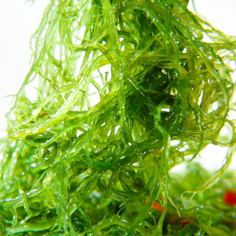 海带苗新鲜盐渍海带嫩苗霞浦特产小火锅食材商用非特级干货裙带菜
