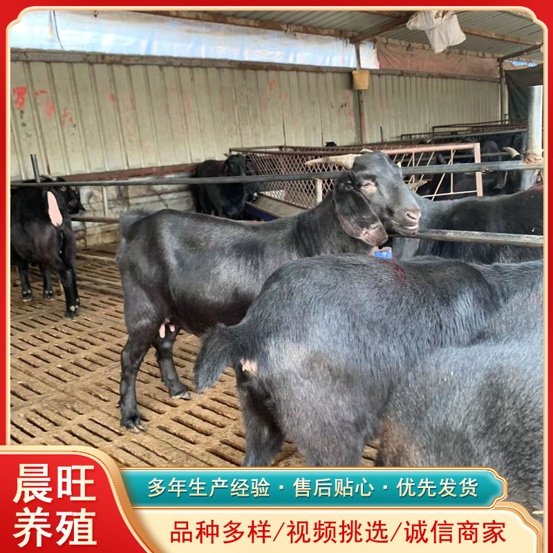 贵州哪里有卖纯种黑山羊肉羊一斤目前多钱波尔山羊怀孕羊价格羊苗