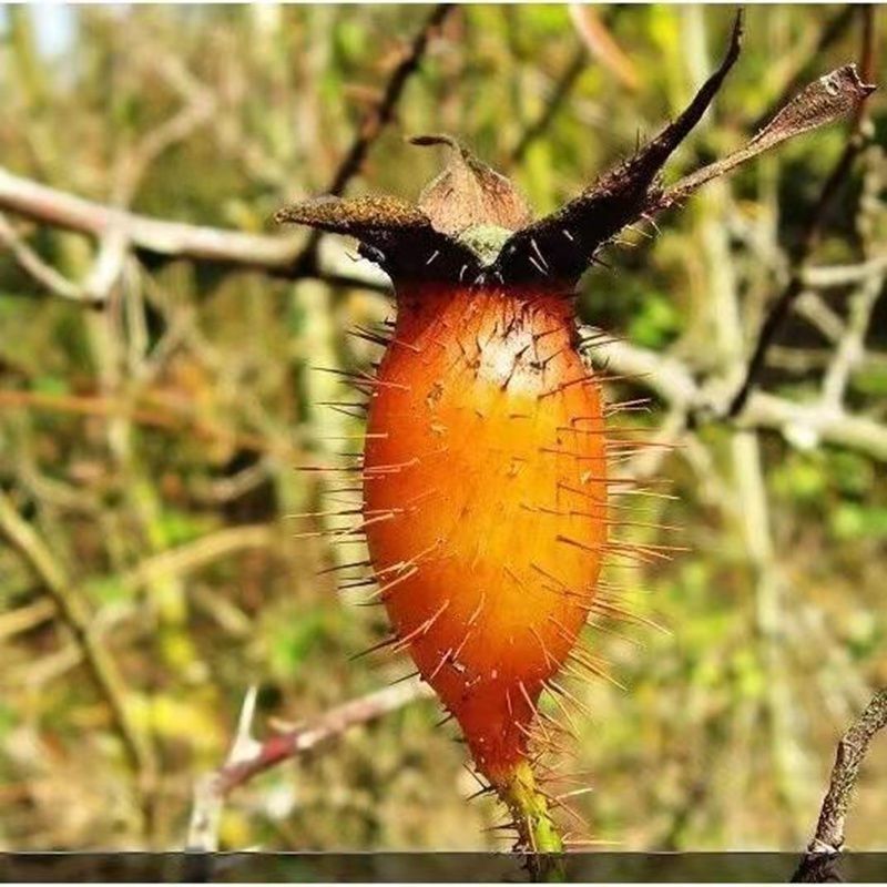野生金樱子新鲜泡酒现摘鲜果中药材糖罐睡眠大补蜂糖罐食用大果