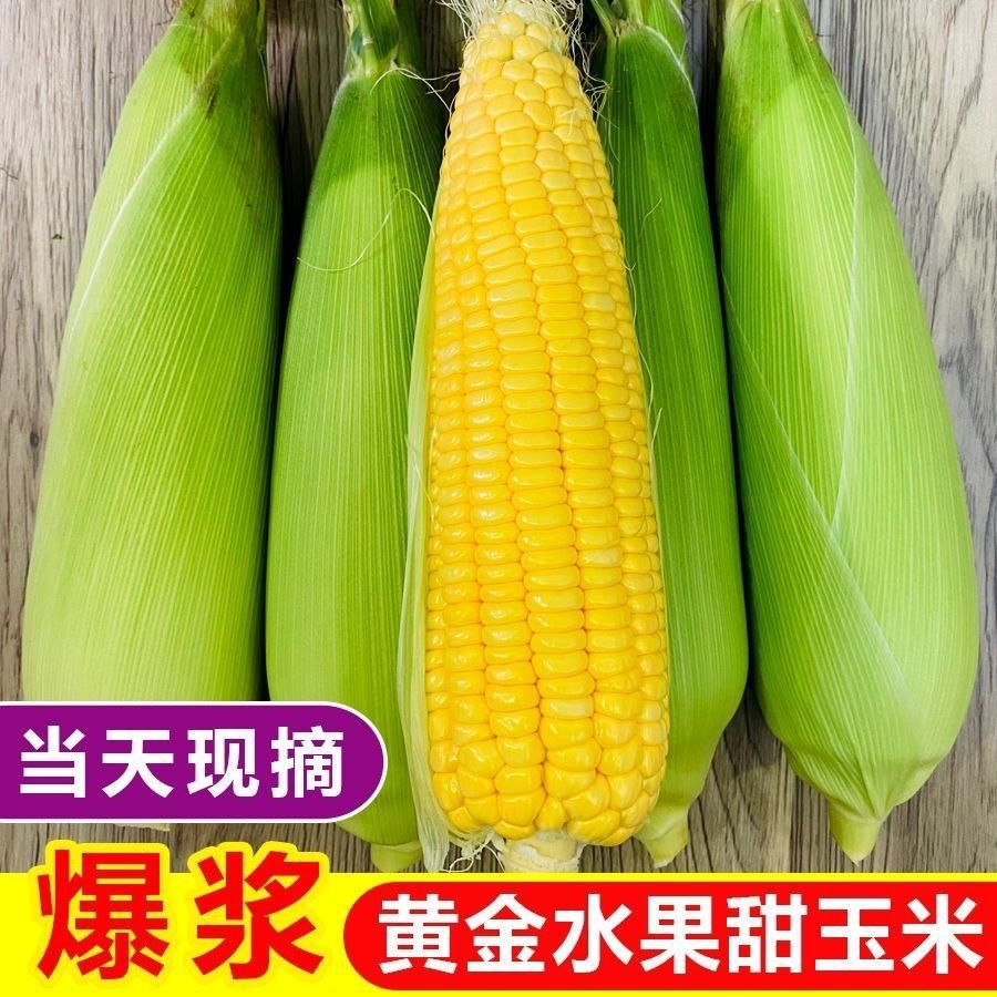 云南水果玉米新鲜甜玉米棒子超甜爆汁爆浆当季带皮黄色现摘直发