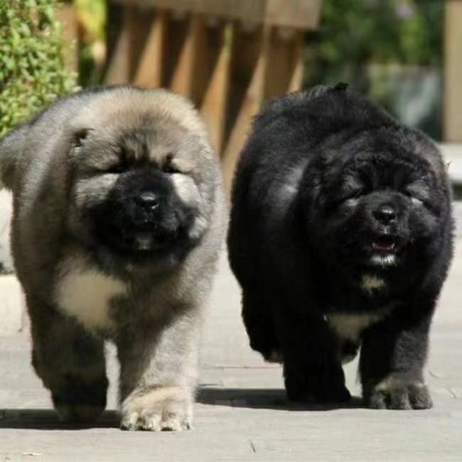 纯种高加索幼犬巨型高加索幼崽活体高加索护卫犬批发活体高加索犬