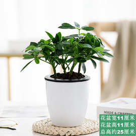 水培七叶莲盆栽招财树植物八方来财鸭脚木办公室内绿植好养活花卉