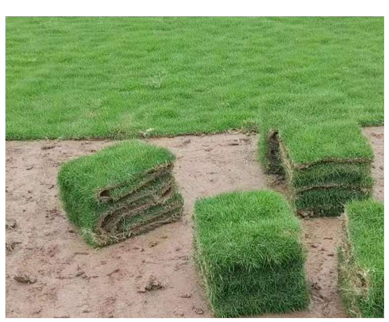 兰引三号别墅庭院园林绿化 带泥土草坪草卷草皮 草球场用绿化植物