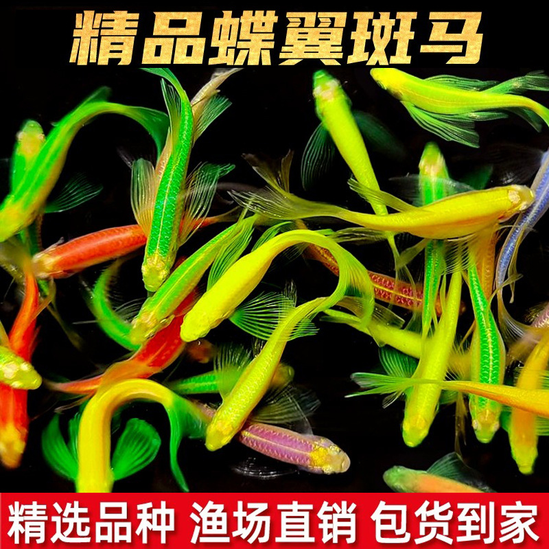 蝶翼斑马鱼长尾长鳍大帆龙凤冷水鱼观赏鱼翡翠小型好养活淡水鱼苗