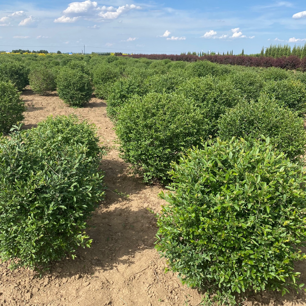 东北水蜡球 小叶女贞树球 绿篱苗产地批发-阿里巴巴
