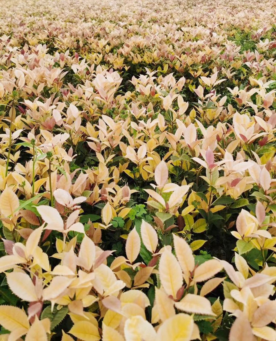 五彩桂杯苗 七彩桂 珍珠彩叶桂 国色天香桂 园林绿化地被苗木绿植