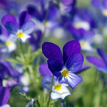 紫罗兰种子 阳台四季易种花卉观花种子 四季可播草花种子高出芽率