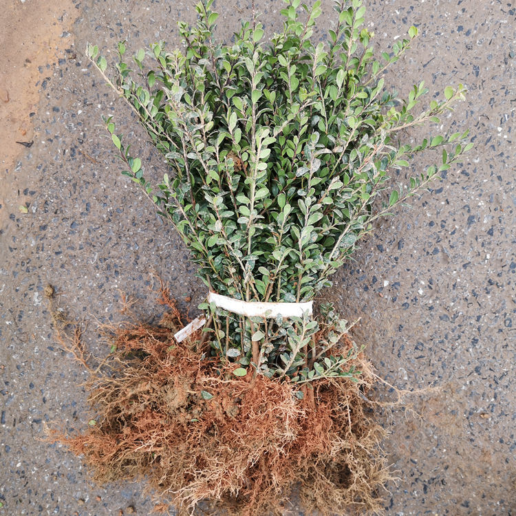 大量供应龟甲冬青苗高度20-30公分湖南龟甲冬青价格四季常青圆叶