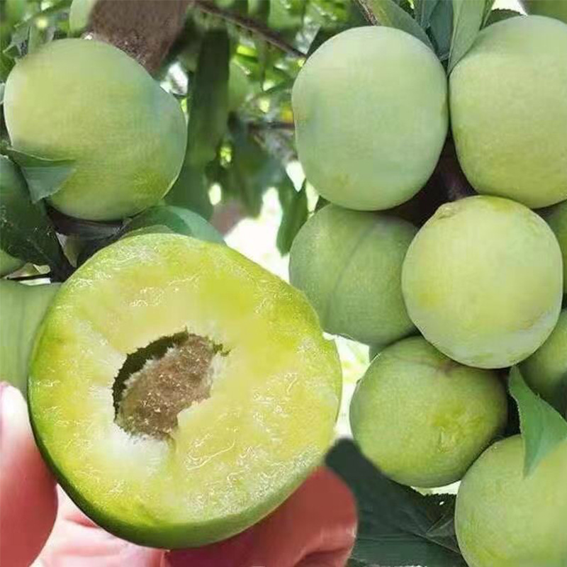 青脆脱骨李空心李脆甜新鲜孕妇水果现摘现发青脆李精品果可顺丰_商城