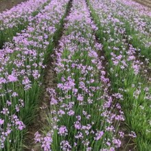 深圳基地供应紫娇花 花坛种植观赏植物 多芽紫娇花报价