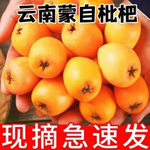 云南蒙自枇杷鲜果5斤装新鲜现摘批杷孕妇水果长虹甜琵琶大果包邮