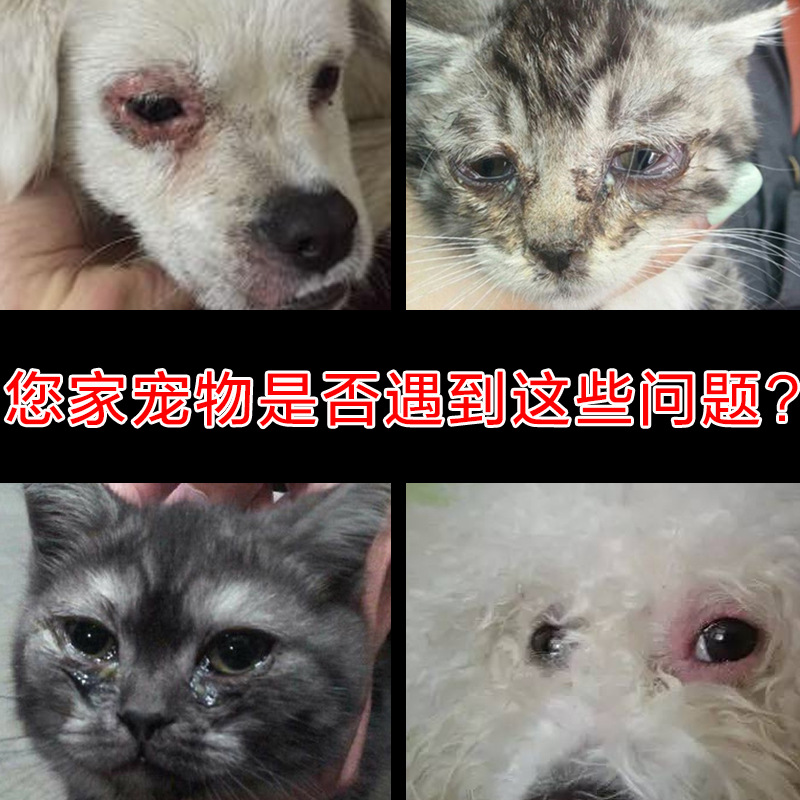 美国辉瑞眼膏进口宠物猫咪狗狗红肿发炎眼睑外翻伤