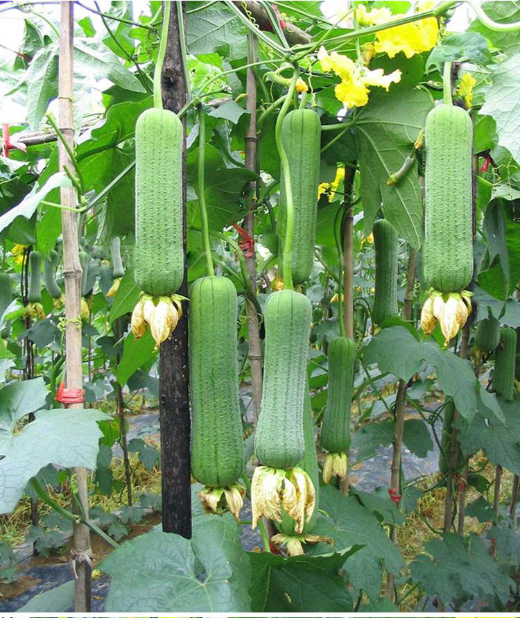 肉丝瓜种子苗白丝瓜超长特大春季四季巨型棱角八棱蔬菜种籽秧苗孑