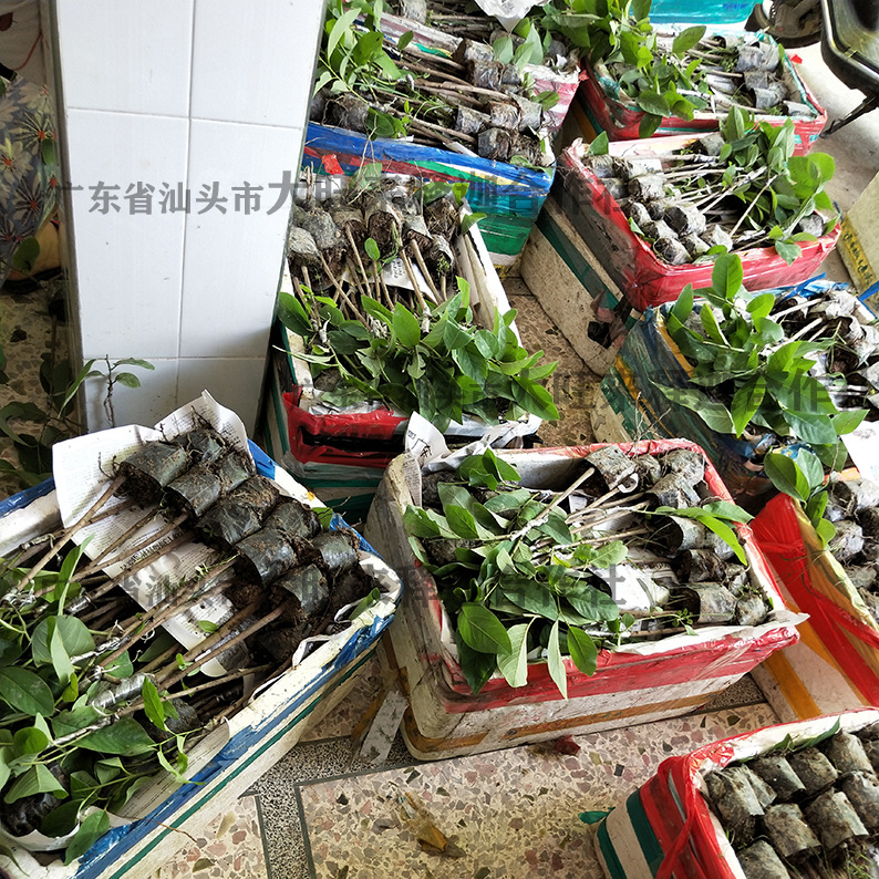 批发果树苗佛陀果番荔枝苗释迦果苗台湾释迦番荔枝佛头番荔枝树苗