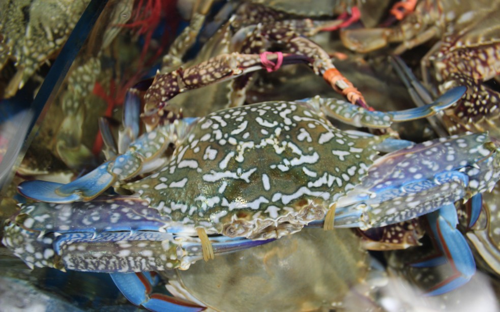 鲜活梭子蟹 大连飞蟹公母海螃蟹花盖蟹海鲜满肉无黄