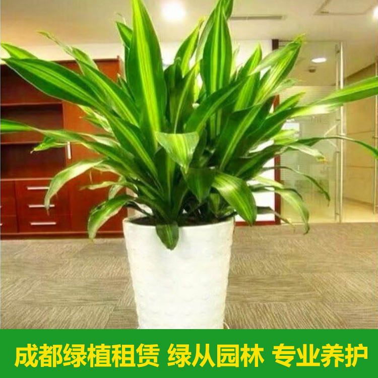 成都本地同城绿植租摆租赁花卉花卉摆放办公室植物发财树绿萝养护