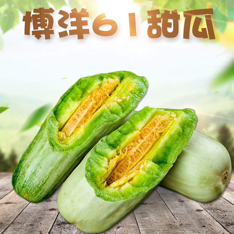 山东聊城羊角蜜博洋61头茬应季甜瓜脆甜多汁9新鲜水果非路宝香瓜