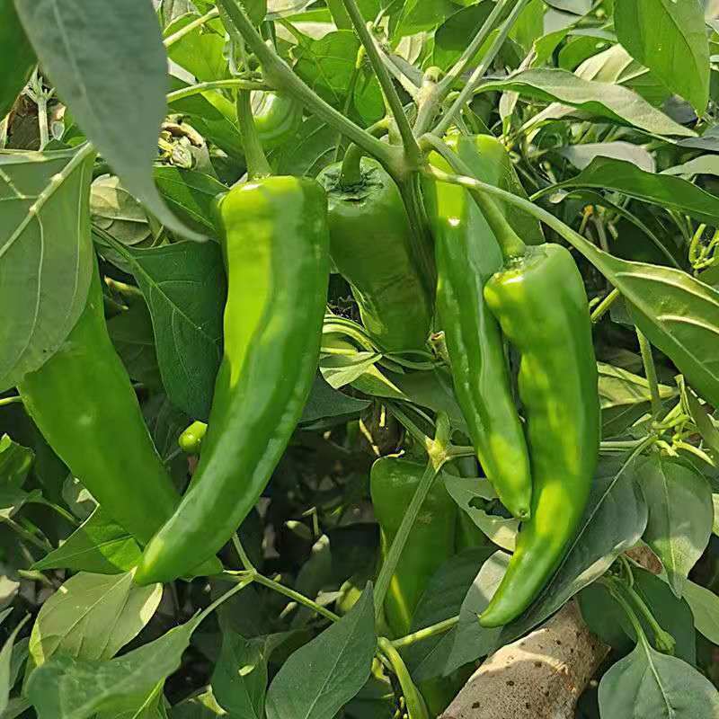 蔬菜批发新鲜牛角椒虎皮青5斤现摘椒大辣菜农家1斤尖一件代发批发