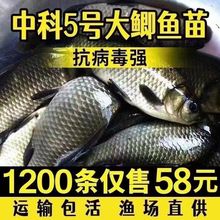 优质鲫鱼苗中科五号工程鲫湘云鲫高背鲫鱼淡水养殖活体草鱼鲤鱼苗