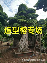 基地批发造型小叶榕 福建小叶榕桩景 报价多少 广东榕树造型价格