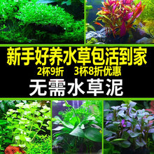 鱼缸造景后景活体阴性淡水植物真水草沉木丁香绿菊水族箱装饰包邮