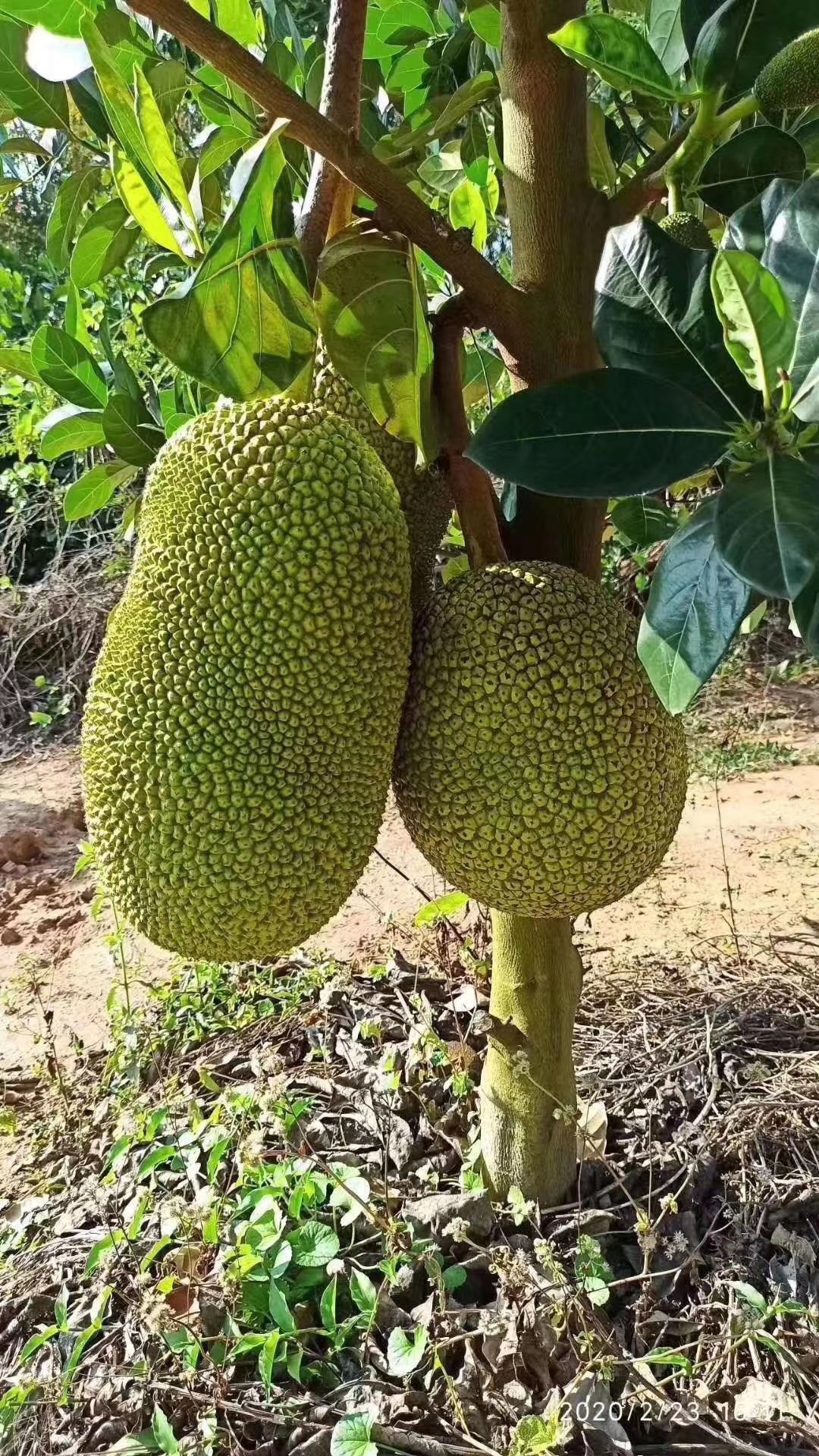 菠萝蜜苗 木菠萝 嫁接 干包 四季 泰国12号菠萝蜜 果树苗 红肉