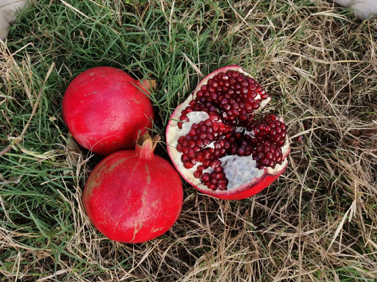 现摘黑籽石榴黑珍珠石榴水果当季新鲜云南大理5斤现摘非突尼斯