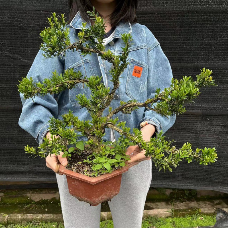 基地直销六角造型黄杨 室外赤楠苗木阳台观赏造型植物盆景-阿里巴巴