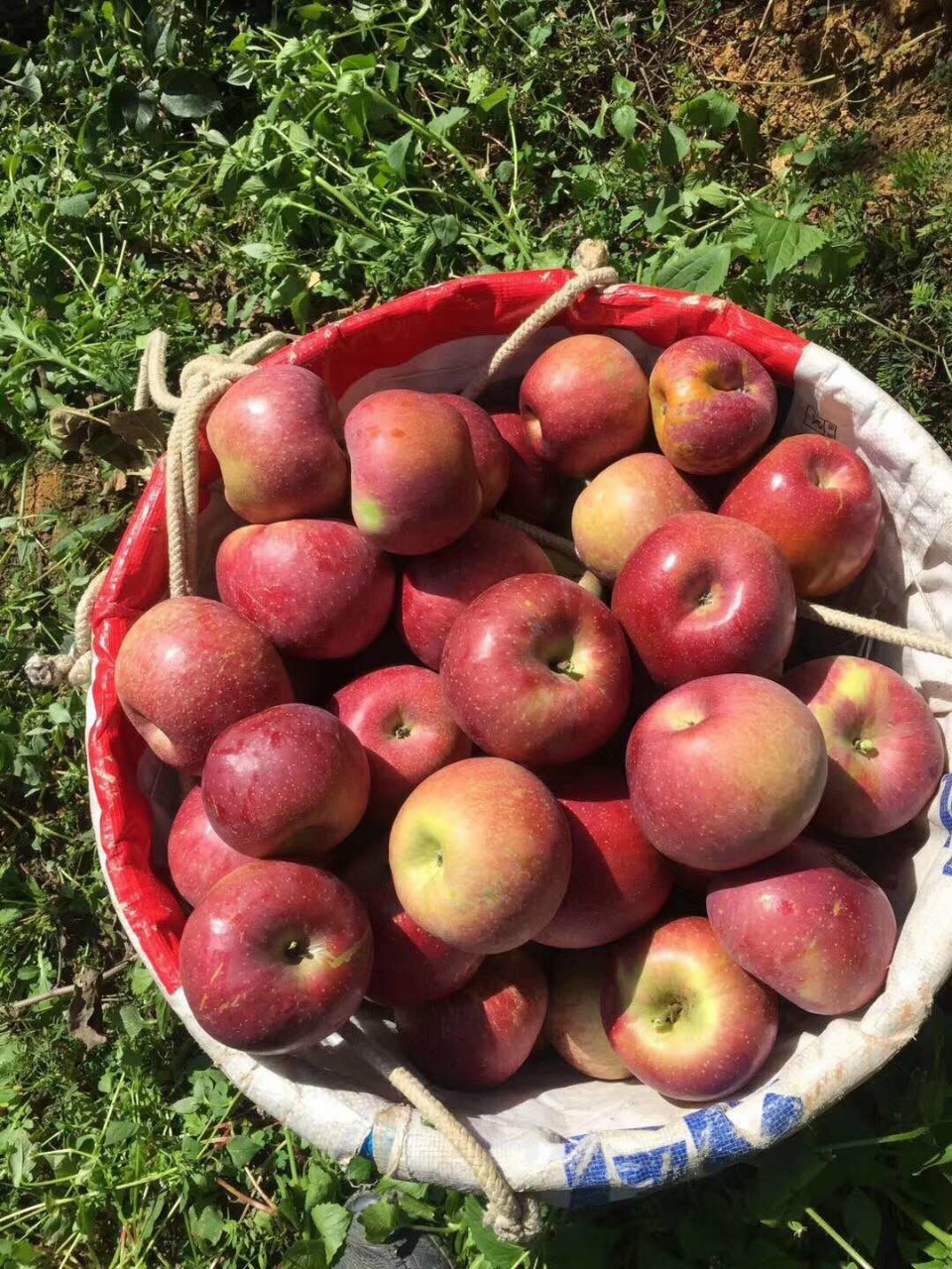 2021大凉山盐源丑苹果8斤新鲜水果当季整箱非云南昭通花牛