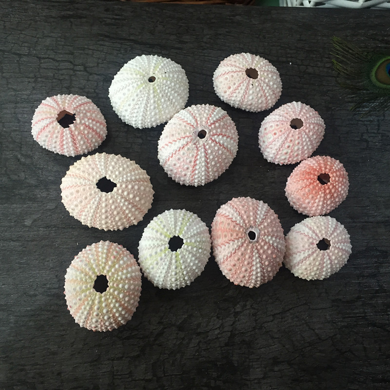 天然贝壳海螺海星海胆壳幼儿园手工diy相框漂流瓶风铃打孔小贝壳