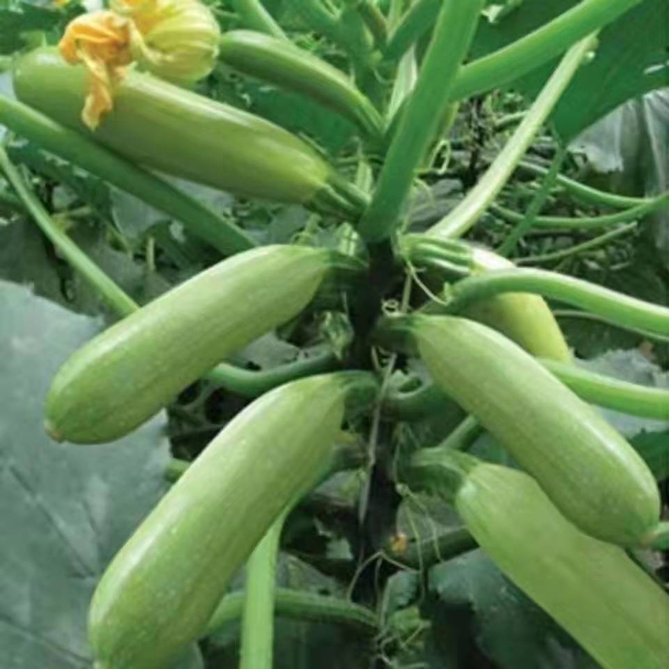 早青一代杂交西葫芦种子西葫种籽占瓜菜茭瓜种子西湖瓜种子四季播