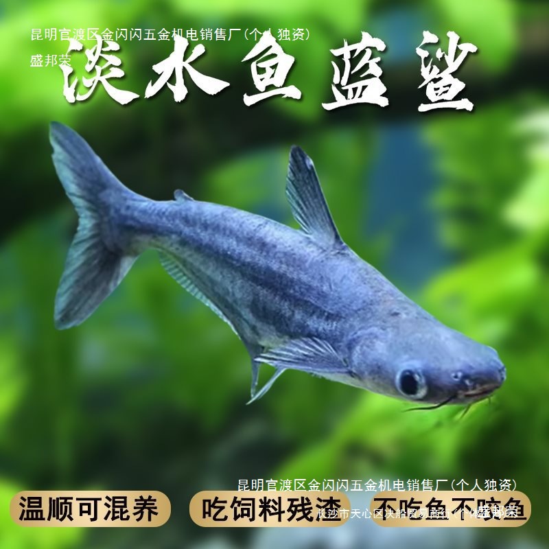 渔你有约蓝鲨观赏鱼热带鱼群游鱼虎鲨大型鱼龙鱼配鱼淡水龙鱼配鱼