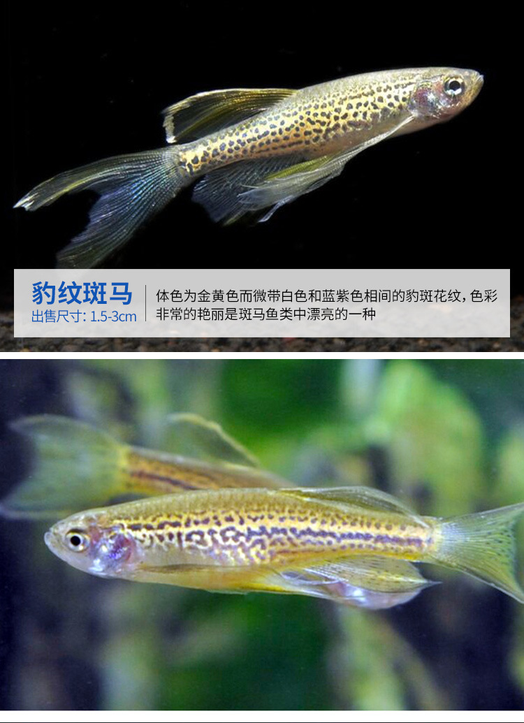 斑马鱼小型热带鱼观赏鱼灯科鱼翡翠蓝莓红斑马鱼蓝斑马冷水鱼活体