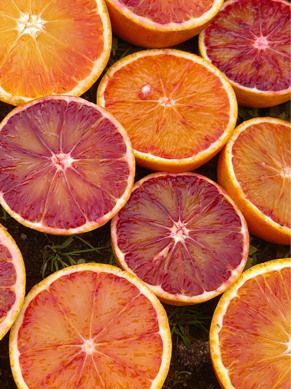 重庆玫瑰血橙长寿湖血脐橙新鲜采摘一件代发