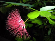 一件代发合欢树苗庭院花苗绒花芙蓉花园林绿化工程苗木门前风景大