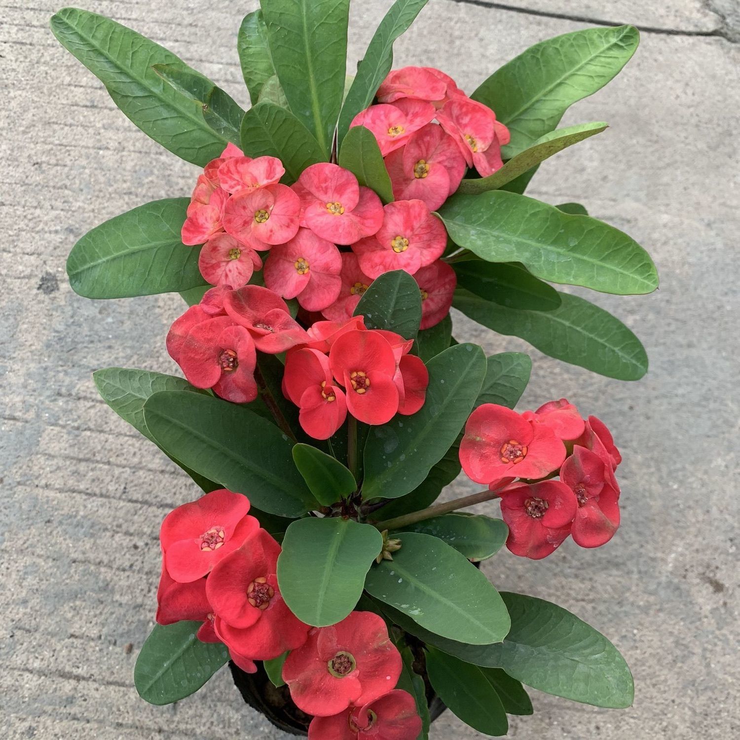 大红花虎刺梅铁海棠四季开花花卉盆栽室内鲜花植物盆栽绿植庭院