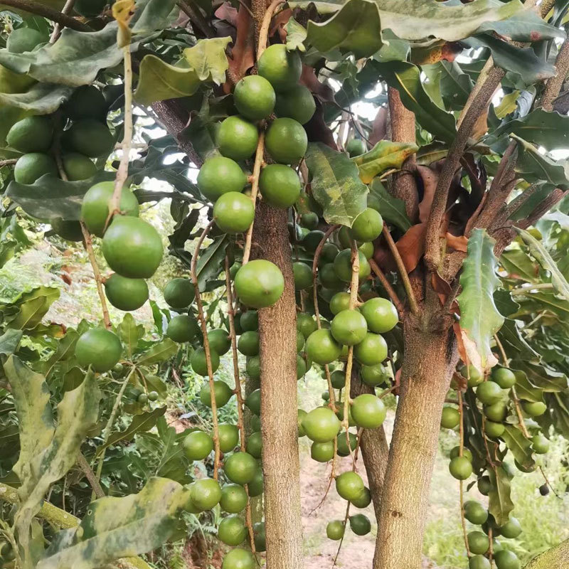 广西果苗树坚果苗澳洲坚果树苗桂热一号苗南方种植基地直供批发